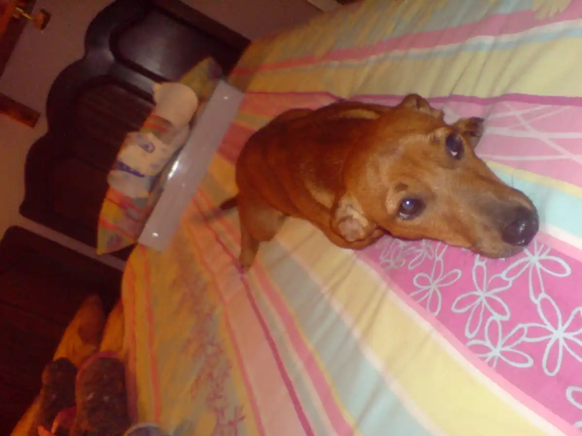 Description of the image